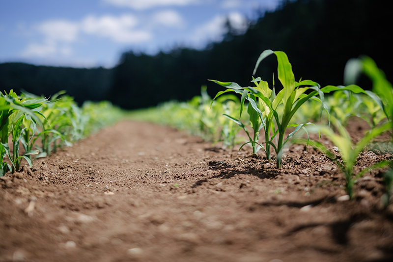 Corn Field