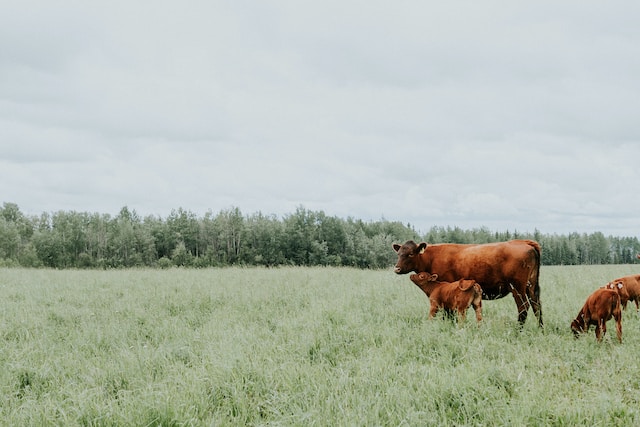 Cows in a Field