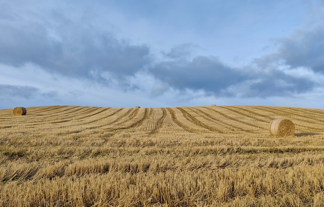 Wheat Field